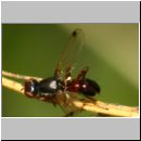 Sepsis punctum - Schwingfliege 01b 5mm.jpg